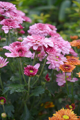 Beautiful Pink red chrysanthemum flowers closeup in the winter garden, Closeup of Chrysanthemum flower, Field of the Pink red Chrysanthemum, Beautiful Pink red flower blooming in nature.