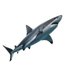Obraz premium shark isolated on white