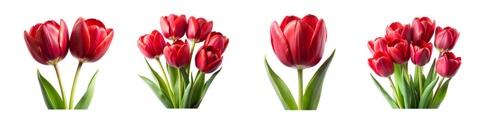 Fototapeta premium Tulip flowers on a transparent background.