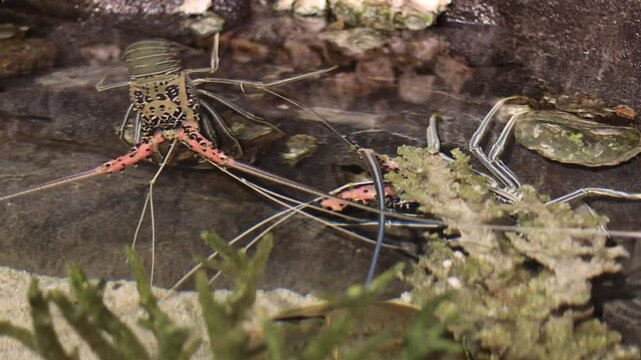 Panulirus versicolor is a species of spiny lobster that lives in tropical reefs in the Indo-Pacific Green aquatic plants and rocks are visible in the background.