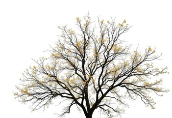 Fototapeta premium Lone deciduous tree, branches reaching skyward against pure white, white background, wildlife