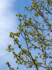 chestnut branches against the sky