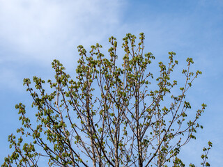chestnut branches in spring