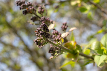 branches of blooming lilac close up