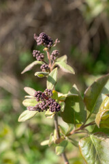 branches of lilac in spring