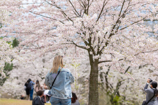 A young blonde caucasian woman enjoying cherry blossom in city gardens on a sunny spring day. High Park, Toronto, Canada.