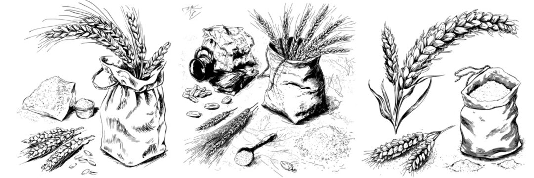 Hand-drawn isolated bakery design elements include wheat cereal spikelets, grain, and flour bag in a modern sketch illustration