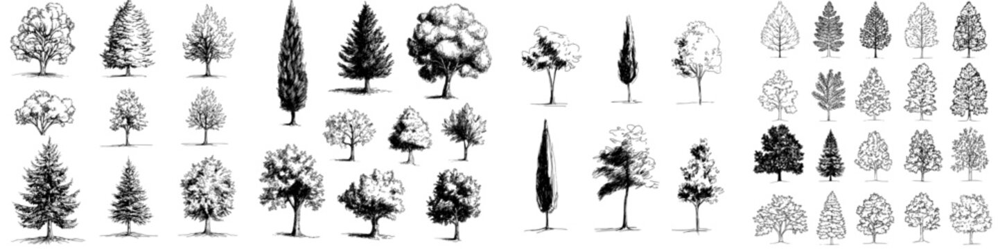 A set of trees is depicted in a hand-drawn graphic, showcasing a modern forest illustration with isolated silhouette elements in black and white