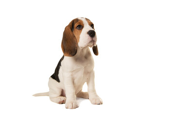 Cute beagle puppy dog sitting isolated on a white background