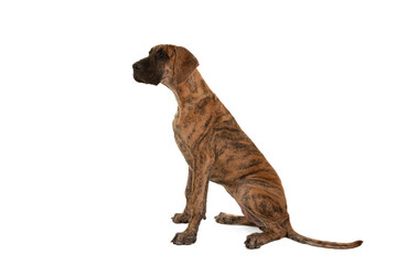Great dane sitting looking away, seen from the side, isolated on a white background