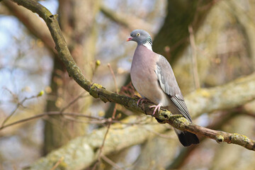 Grzywacz, gołąb grzywacz (Columba palumbus)