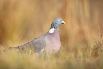 Grzywacz, gołąb grzywacz (Columba palumbus) © Bartosz Rakoczy
