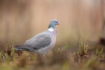 Grzywacz, gołąb grzywacz (Columba palumbus)