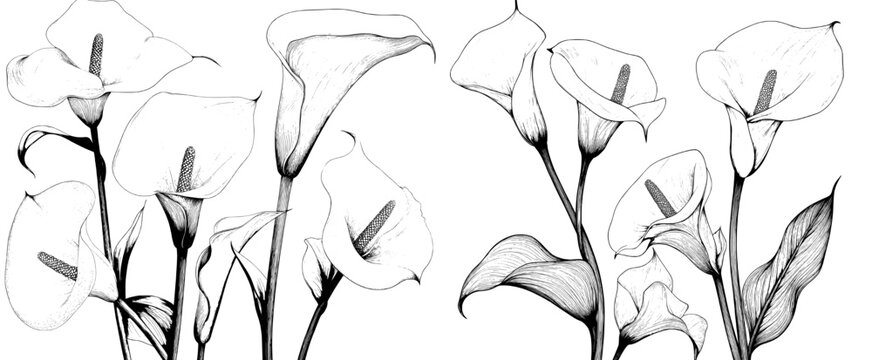 A hand-drawn doodle style illustration featuring a set of calla lilies