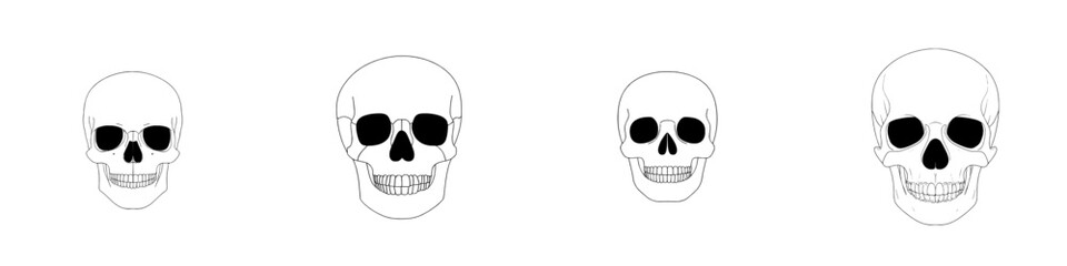 Modern illustration of a skull isolated on a transparent background