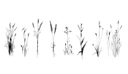 A variety of weeds and wild plants in fields and forests, suitable for architecture and landscape design, with a contour style