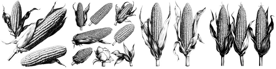 A modern illustration set of hand drawn corn, featuring an isolated vegetable in engraved style, is suitable for farm market products and can be used for menus, icons, or to represent biodegradable