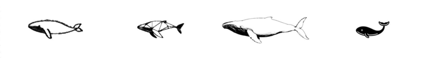 Whale outline illustration in isolation, coloring book page