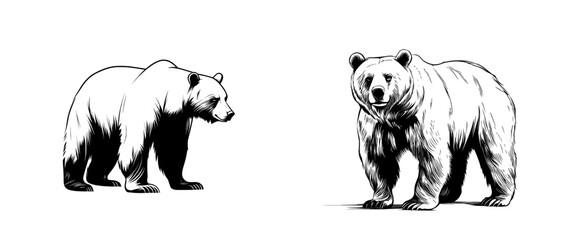 Isolated modern illustration of a polar bear silhouette on a white background