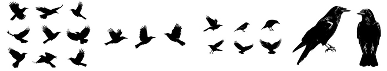 Six separate raven outlines on a white backdrop