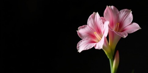 Obraz premium Delicate pale pink gladiolus against a stark black backdrop , floral, flower photography, minimal