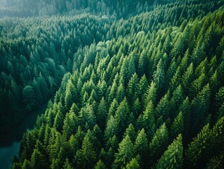 Obraz premium Aerial view of a lush green coniferous forest. The vibrant green hues and dense tree cover create a serene and peaceful atmosphere.