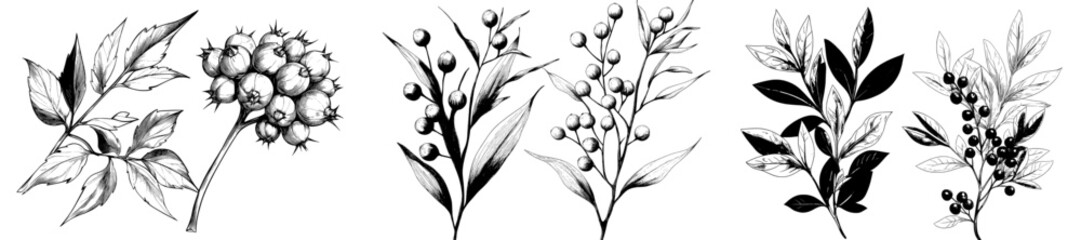 The illustration of a sea urchin is depicted in modern black and white style, with uni seafood represented as a hand-drawn engraving sketch, and edible sea urchin rendered in ink etch art,