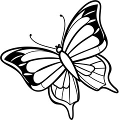 Fototapeta premium Delicate Sea Butterfly Line Drawing