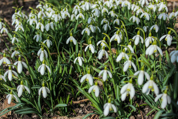 Beautiful white snowdrops galanthus nivalis.  Beautiful background for a postcard or greeting card.