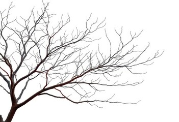 Bare, intricately branched tree limbs isolated against a pure white backdrop, backdrop, background