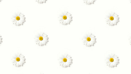 Obraz premium Elegant daisy seamless tile pattern with white daisies on pure white background ideal for luxurious bathrooms concept as White daisies on pure white background create elegant seamless tile pattern for