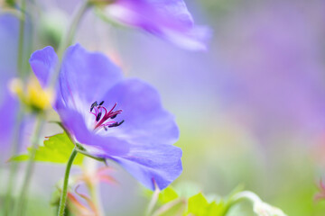 Botanical close up purple flower in a garden. Natural floral background. Macro flora scene