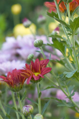 Beautiful Red chrysanthemum flowers closeup in the winter garden, Closeup of Chrysanthemum flower, Field of the Red Chrysanthemum, Beautiful Red flower blooming in nature.
