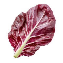 Obraz premium fresh green radicchio leaf isolated on transparent background.