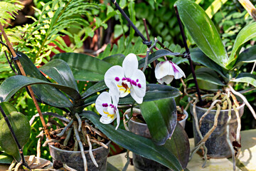 White orchids with purple accents bloom in plastic pots, surrounded by lush green leaves. Their aerial roots extend beyond pots, showcasing natural orchid growth in greenhouse setting. Tropical plant