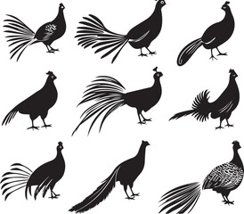 Pheasant Elegant Silhouette Vector on white background