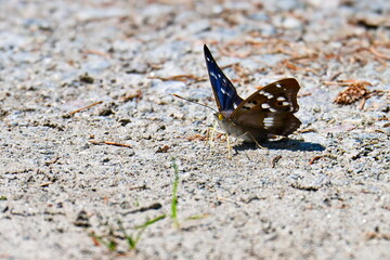 Kleiner Schillerfalter (Apatura ilia)