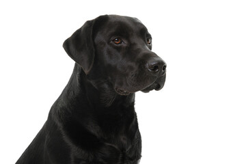Portrait of a black labrador on a white background