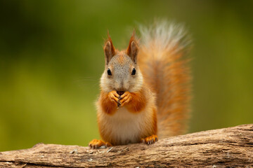Obraz premium Red squirrel (Sciurus vulgaris); portrait in front view