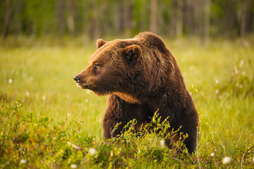 European Brown Bear (Ursos arctos arctos); close-up of big male in swamp, central Finland
