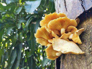Laughing gym mushroom (Gymnopilus junonius) on old tree trunk, low angle view	