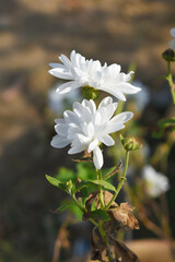 Beautiful white chrysanthemum flowers closeup in the winter garden, Closeup of Chrysanthemum flower, Field of the white Chrysanthemum, Beautiful white flower blooming in nature.