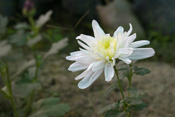 Beautiful white chrysanthemum flowers closeup in the winter garden, Closeup of Chrysanthemum flower, Field of the white Chrysanthemum, Beautiful white flower blooming in nature.