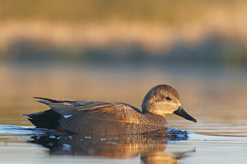 Krakwa, kaczka krakwa (Mareca strepera) © Bartosz Rakoczy