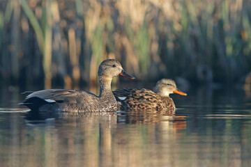 Krakwa, kaczka krakwa (Mareca strepera) © Bartosz Rakoczy