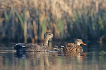 Krakwa, kaczka krakwa (Mareca strepera) © Bartosz Rakoczy