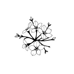 Delicate Black and White Illustration of Cherry Blossom Branch, Featuring Five Flowers and Budding Twigs, Isolated on a White Background. © MatandSterre