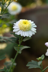 Beautiful white chrysanthemum flowers closeup in the winter garden, Closeup of Chrysanthemum...