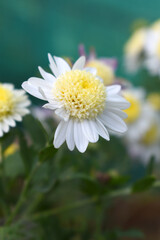 Fototapeta premium Beautiful white chrysanthemum flowers closeup in the winter garden, Closeup of Chrysanthemum flower, Field of the white Chrysanthemum, Beautiful white flower blooming in nature.