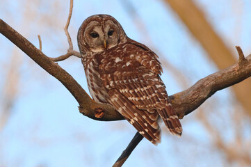 Early morning Barred Owl